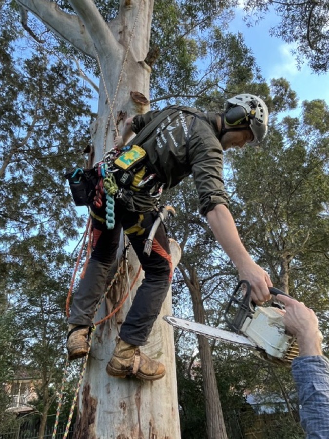 Arborist roped into a eucalyptus being passed a chainsaw during a tree removal