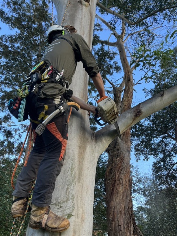 Qualified arborist climbing a tall eucalyptus with a chainsaw for sectional tree removal on the Northern Beaches