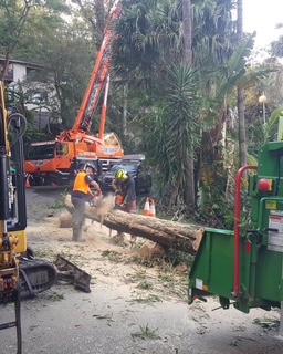 Emergency tree removal