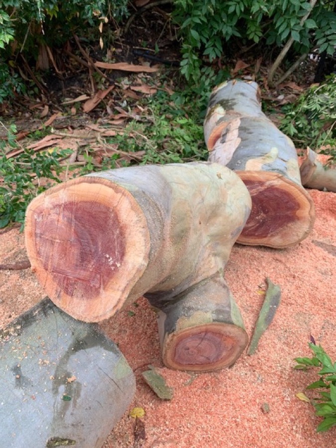 Large hardwood tree cut into sections with fresh timber and sawdust, ready for removal