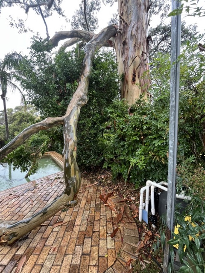 Large leaning tree overhanging a paved courtyard and pool, assessed as a hazard