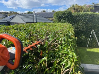 Professional hedge pruning