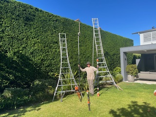 Hedge pruning Mossman