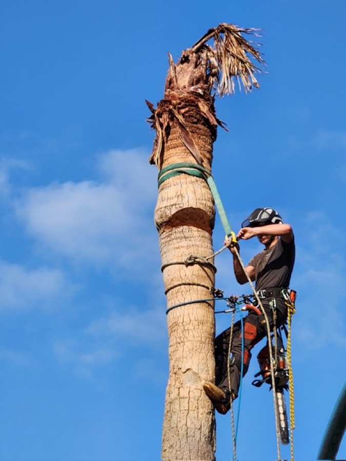 Arborist rigging and dismantling a tall palm tree against a blue sky