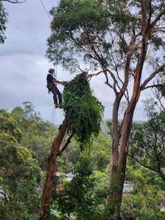 Professional tree pruning