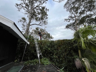 Tree pruning techniques