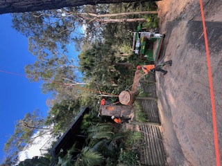 Professional tree removal