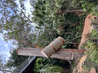 Tree removal service