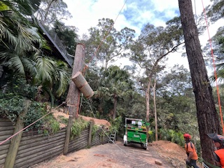 Tree removal Northern Beaches