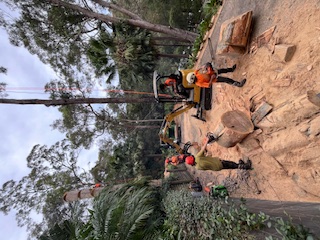 Tree removal project