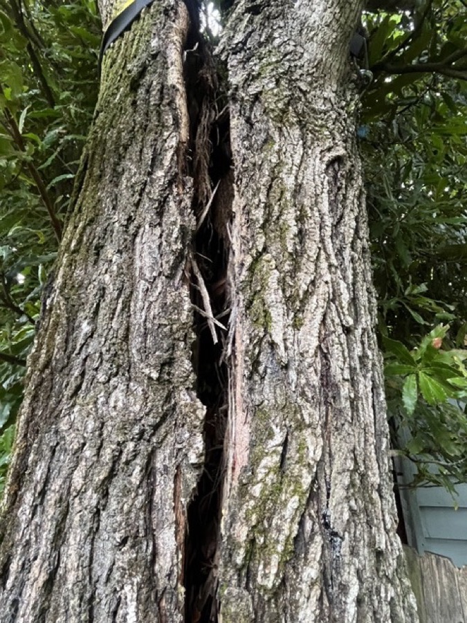 Hazardous tree with a deep bark-inclusion split between co-dominant stems