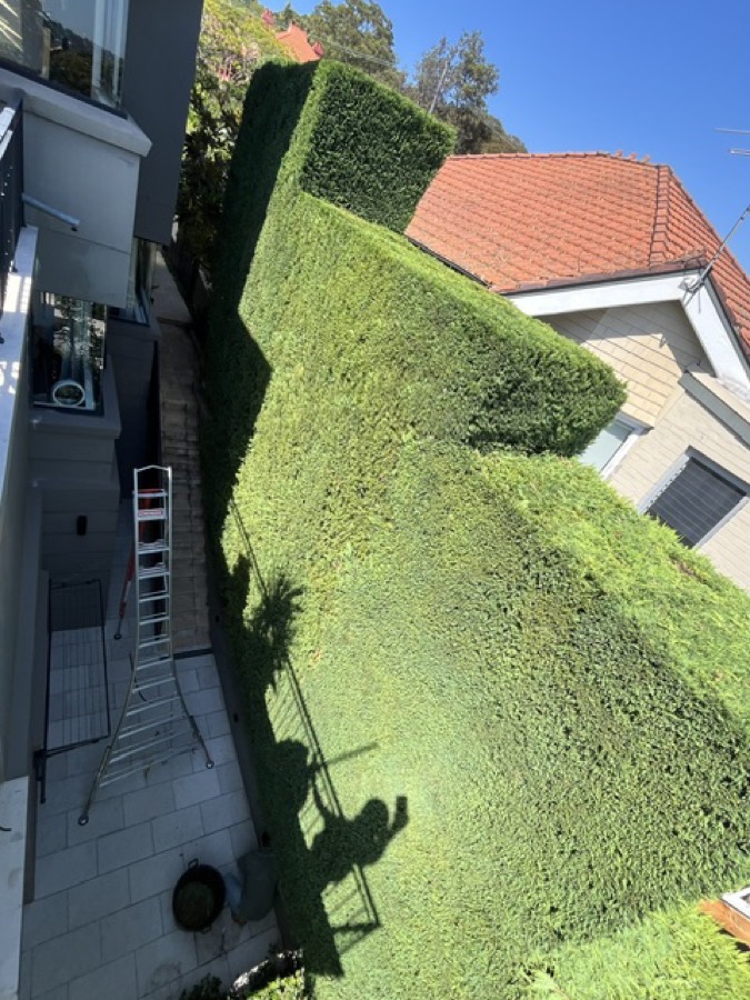 Tall dense hedge trimmed to a clean face with an access ladder alongside