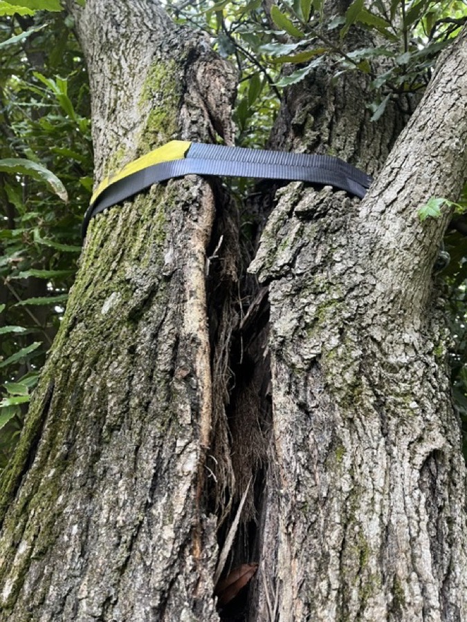 Cabling and bracing strap installed to support a co-dominant tree stem