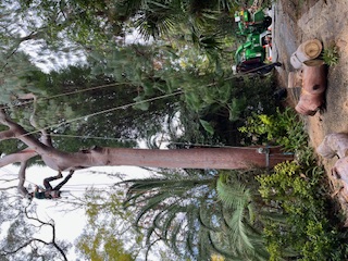 Completed tree removal on Sydney's Northern Beaches